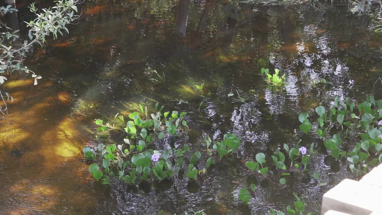 巴西潘塔纳尔湿地沼泽景观的生物多样性。视频素材