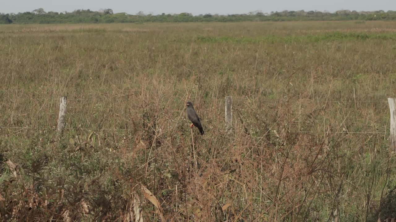 蜗牛风筝，Rostrhamus sociabilis，坐在巴西潘塔纳尔湿地沼泽的灌木丛中。视频素材