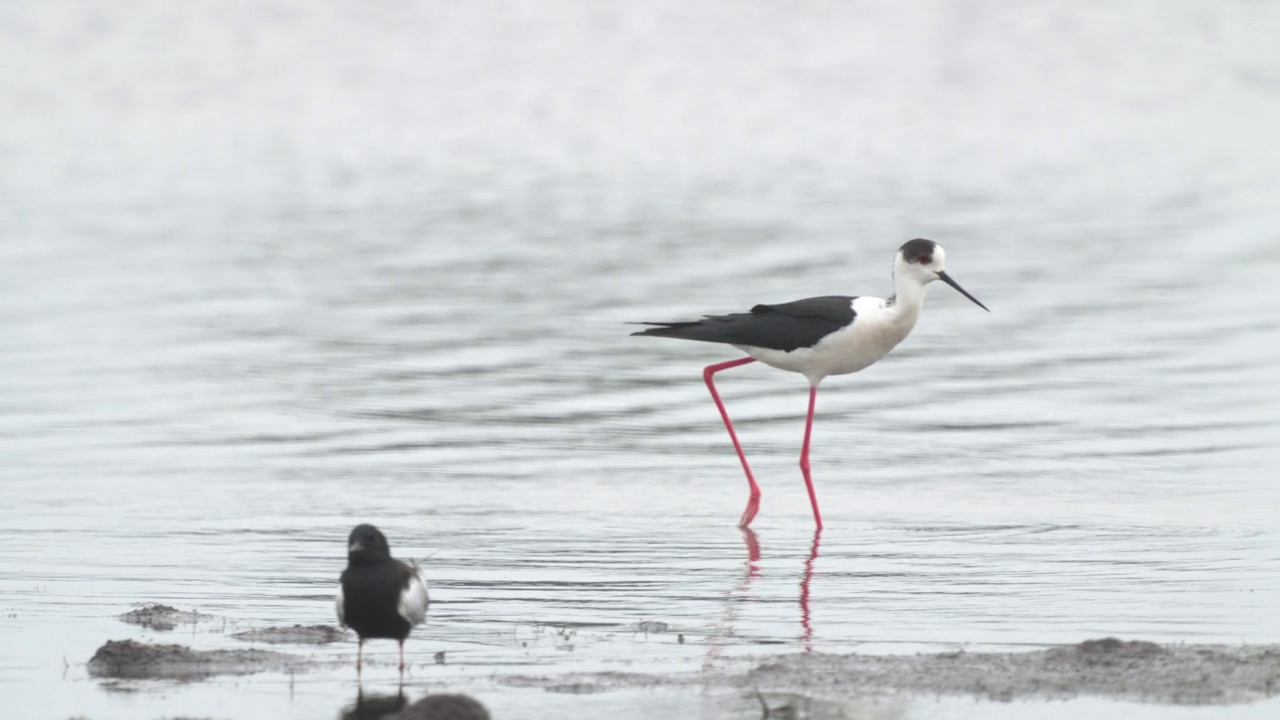 矶鹞鸟-黑翅高跷(Himantopus Himantopus)在一个多云的春天早晨穿过浅水。视频素材