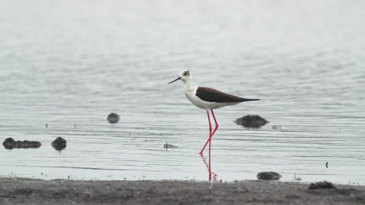 矶鹞鸟-黑翅高跷(Himantopus Himantopus)在一个多云的春天早晨穿过浅水。视频素材