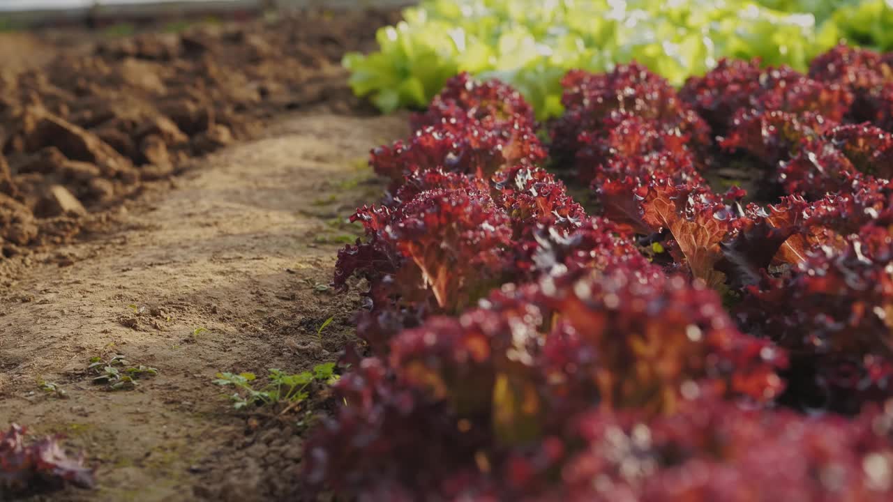 有机蔬菜生菜种植视频下载