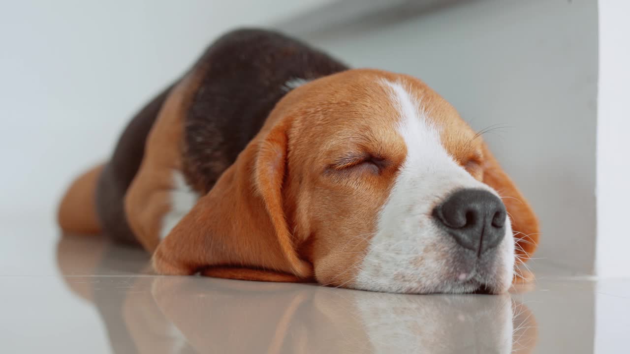 一只可爱的小猎犬小狗睡在房子的地板上。爱狗人士概念视频素材