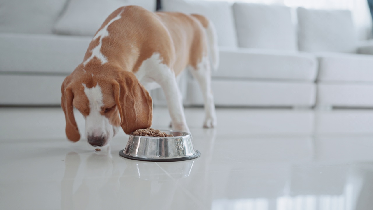 一只可爱的小猎犬小狗在房子地板上的碗里吃东西。萌宠概念视频素材