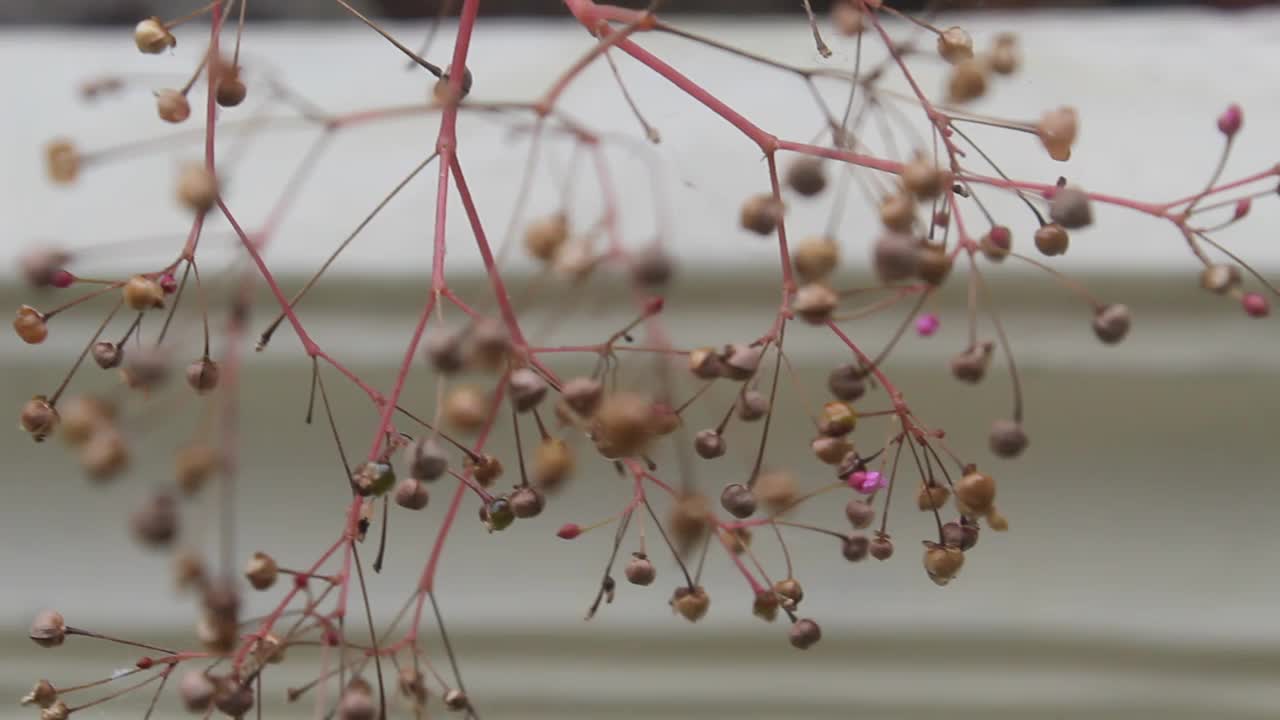 野生植物在风中飘扬视频素材