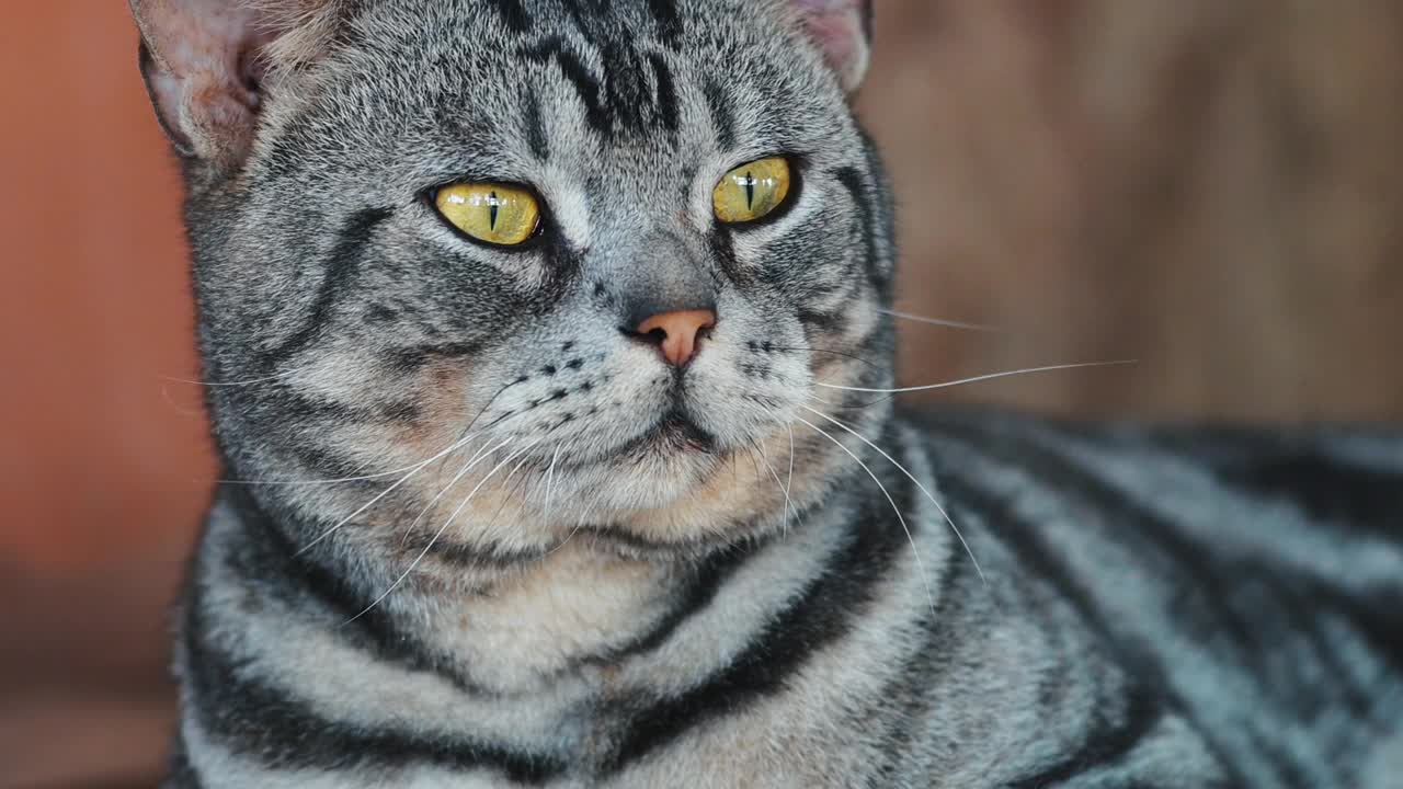 可爱猫咪的特写视频素材