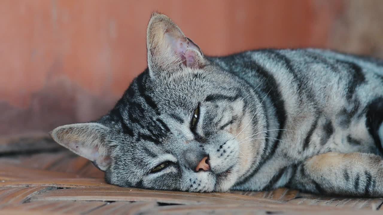 可爱猫咪的特写视频素材