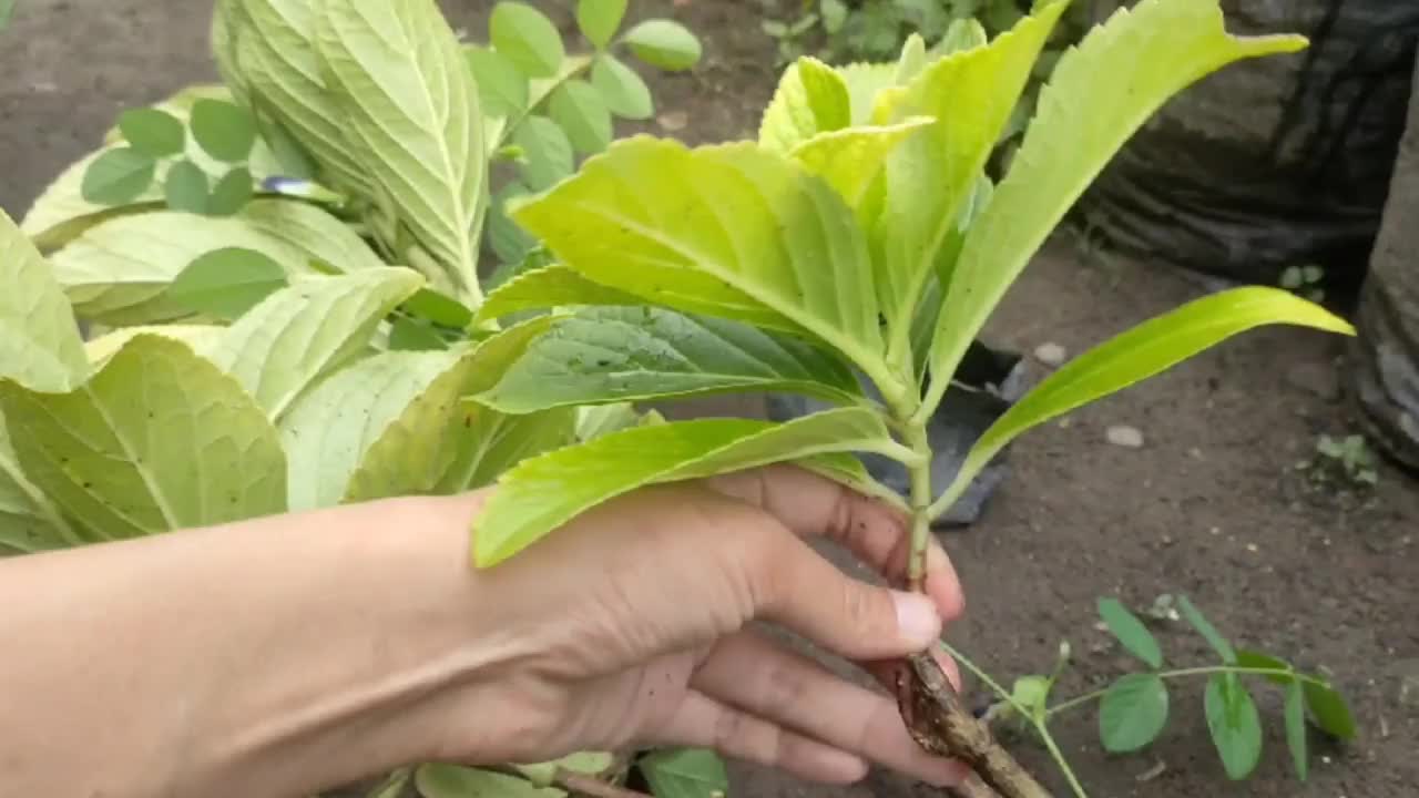 从插枝栽培绣球花植株视频素材