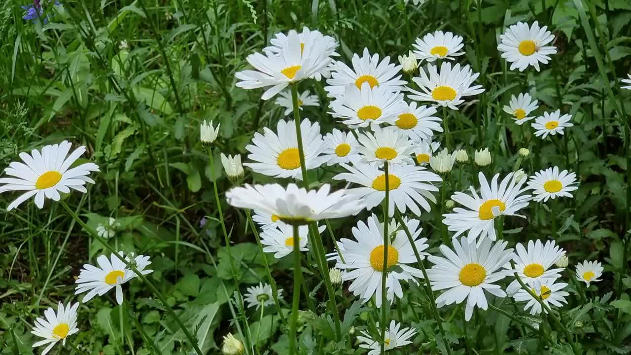 草地上的白色大雏菊。花园里有美丽的花。夏天的花圃。视频素材