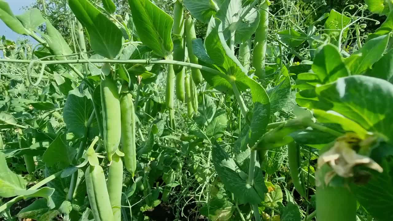 夏天，绿豌豆长在田野里。豆荚特写。农业。视频素材