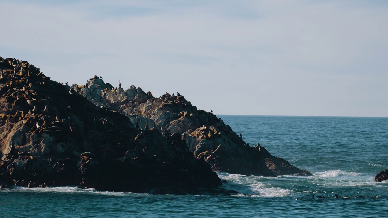 海狮和海豹在海豹岩上，这是蒙特利海滩17英里路海滨的一个岩石形成。圆石滩海洋野生动物。视频素材