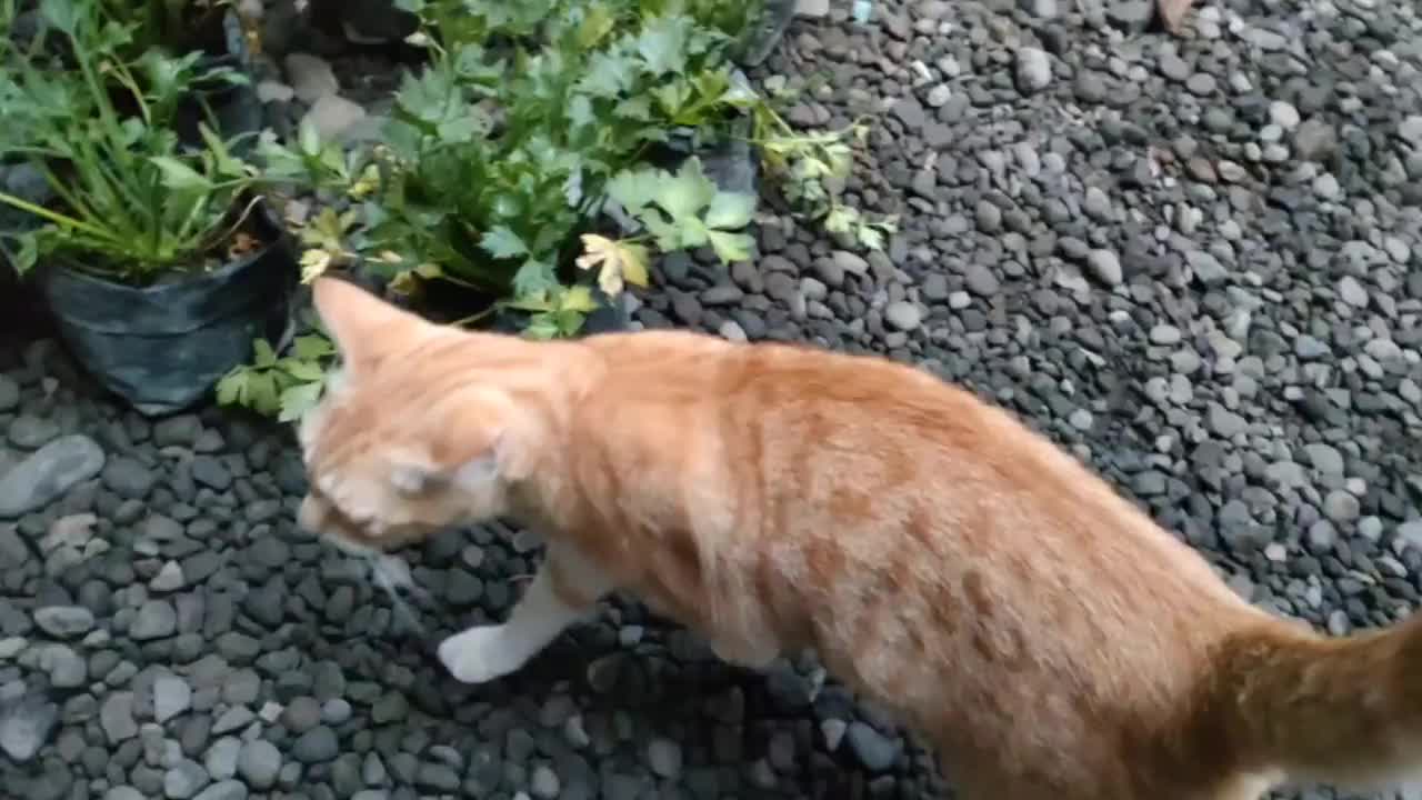 胖胖的黄猫在玩耍视频素材