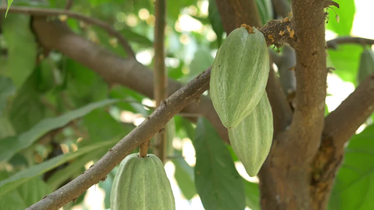 绿色的可可荚长在树上。可可树，可可果，生可可可可树种植果种植园。4 k的视频视频素材