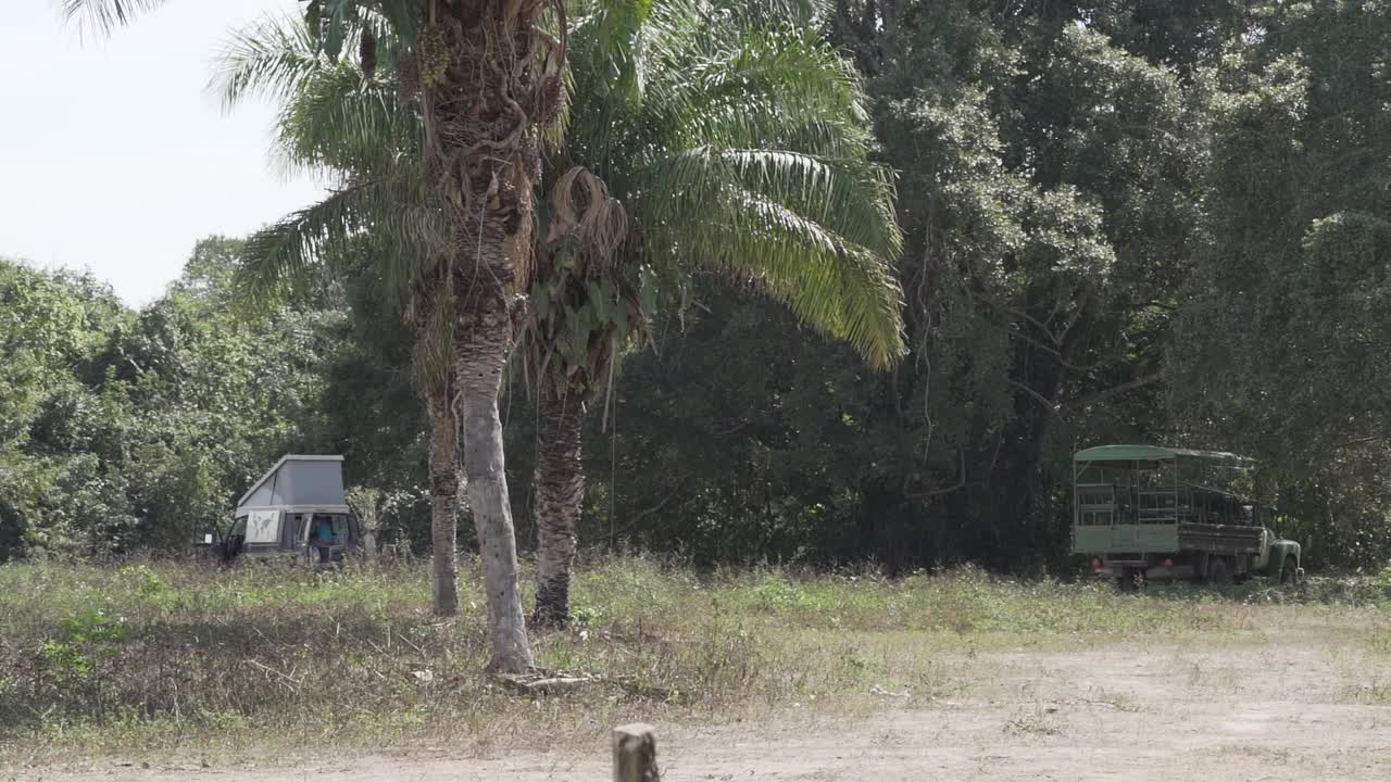 巴西潘塔纳尔湿地沼泽景观的生物多样性。视频素材