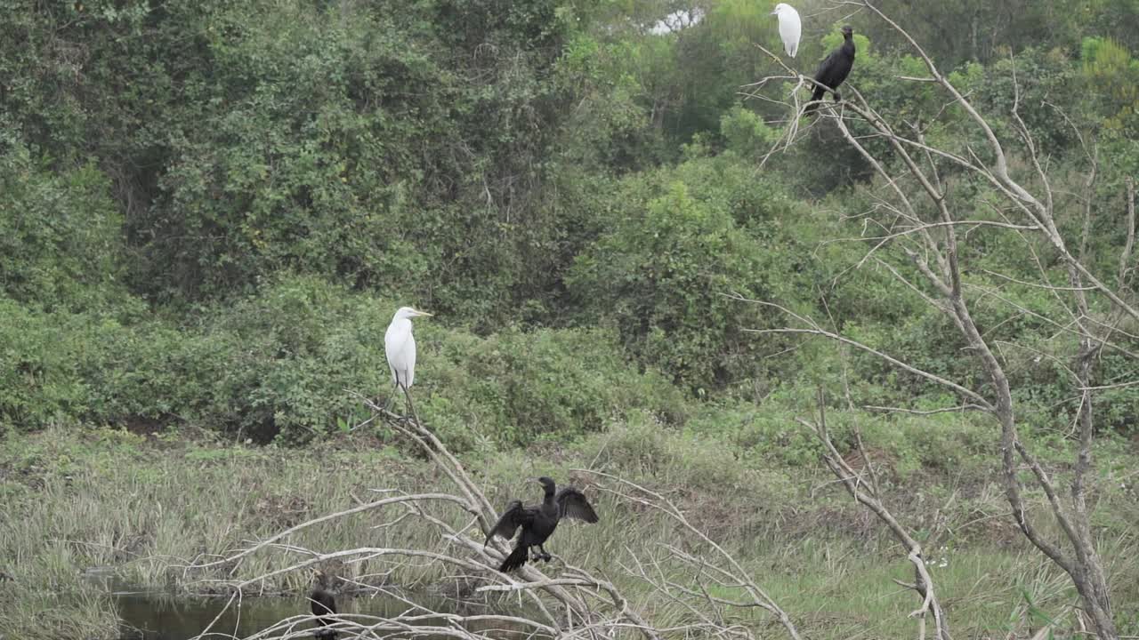 巴西潘塔纳尔湿地的沼泽植被上，栖息着新向性鸬鹚，巴西Phalacrocorax brasilianus和大白鹭。视频素材