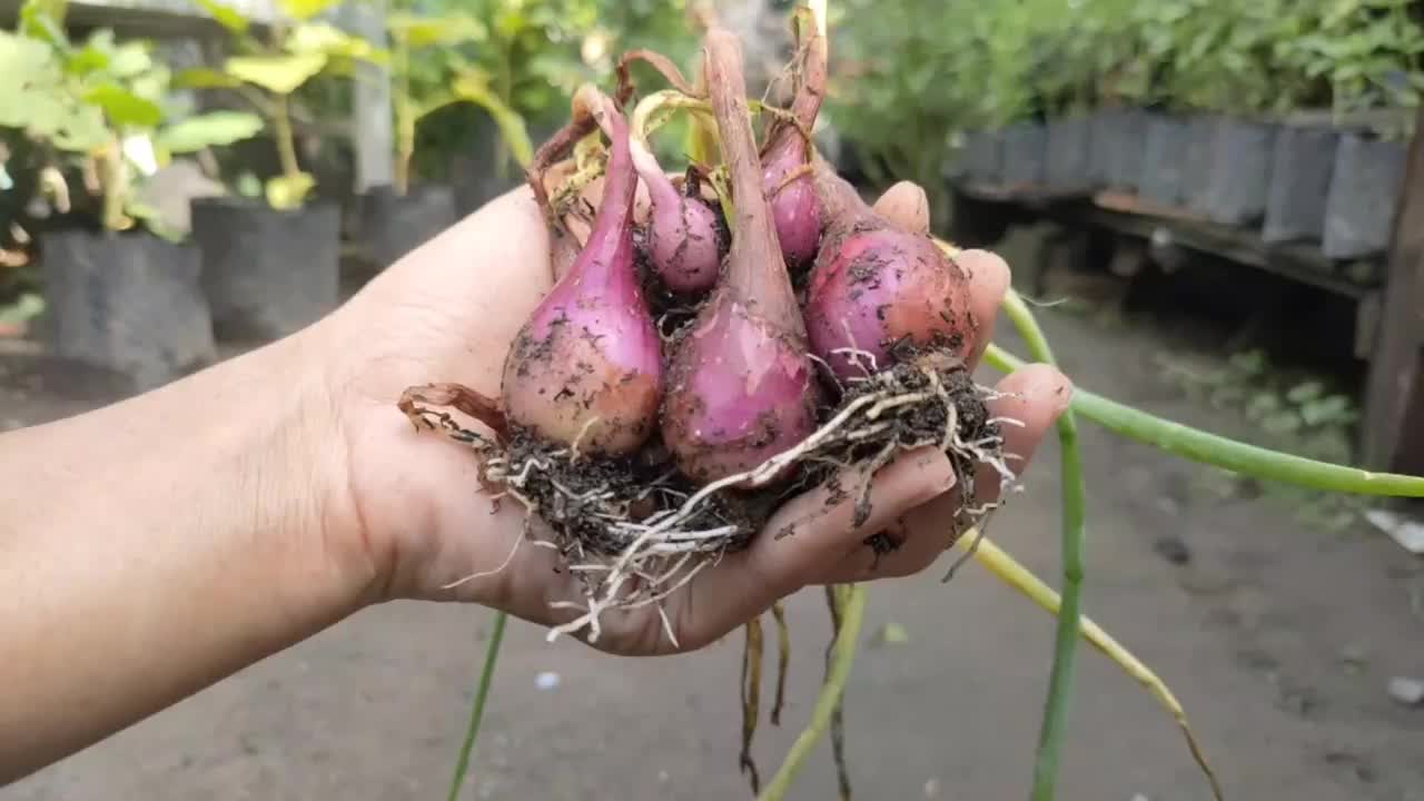 在锅中收获青葱视频素材