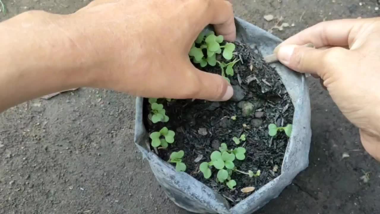 萝卜种子-栽培萝卜植株视频素材