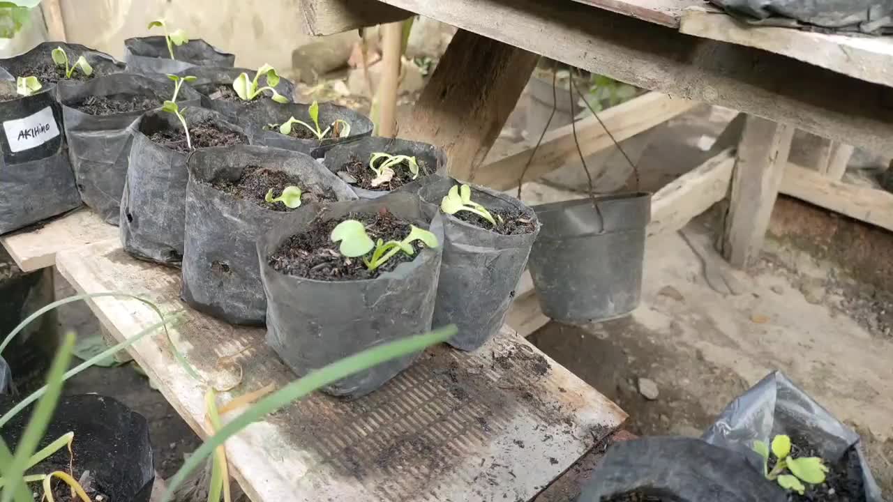 萝卜种子-栽培萝卜植株视频素材