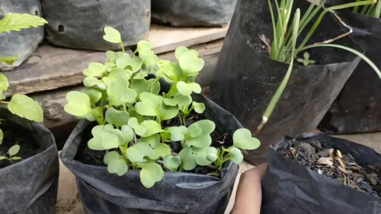 萝卜种子-栽培萝卜植株视频素材