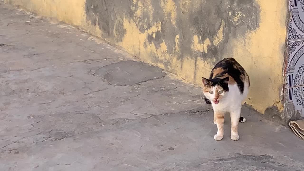 鸟视频下载