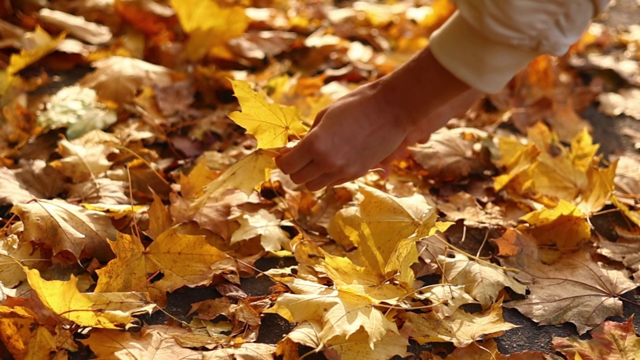 无法辨认的女人捡起飘落的黄枫叶。女孩在秋天的公园里散步，收集花束中的树叶，欣赏户外的美景。秋天的季节心情。视频下载