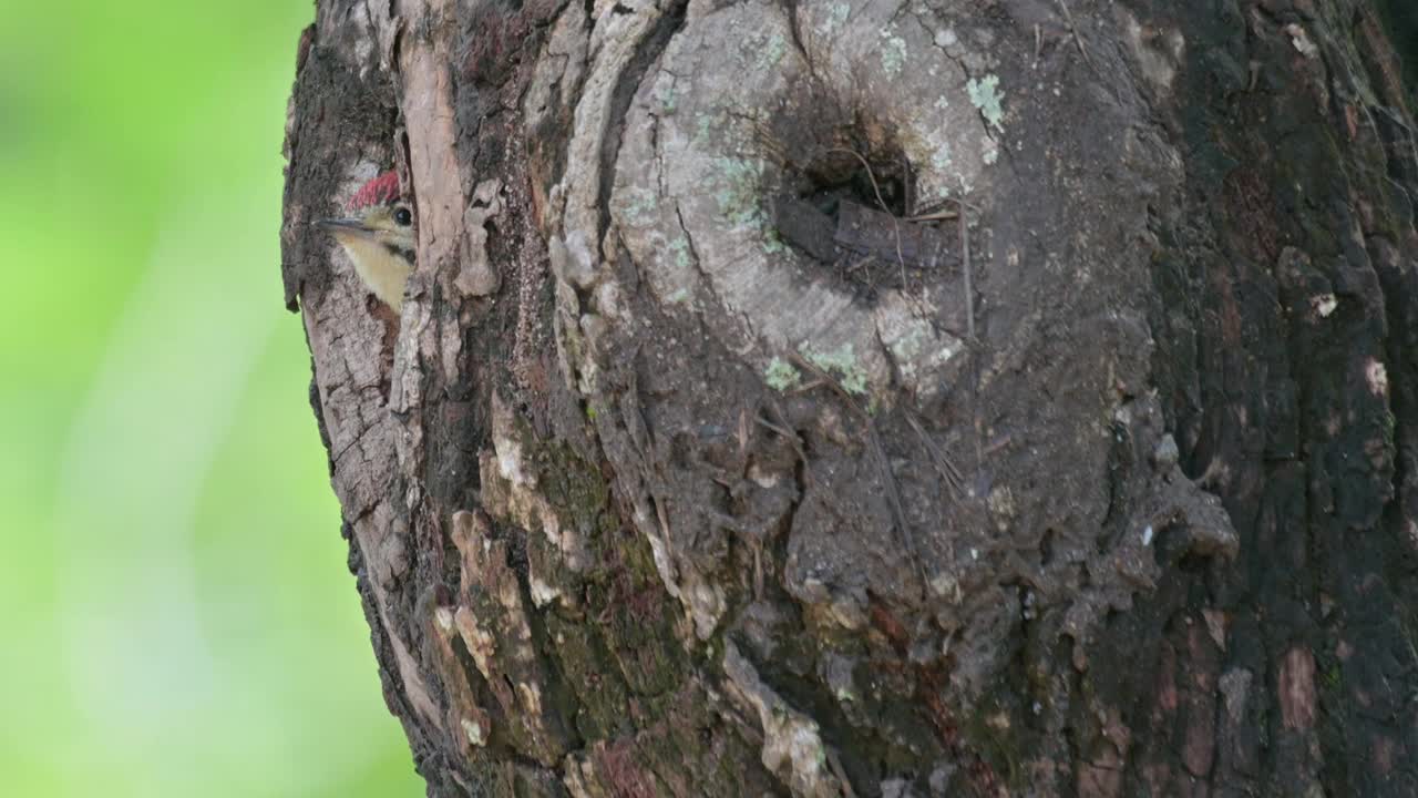 泰国，这只斑胸啄木鸟在向窗外张望时，镜头向右滑动视频素材