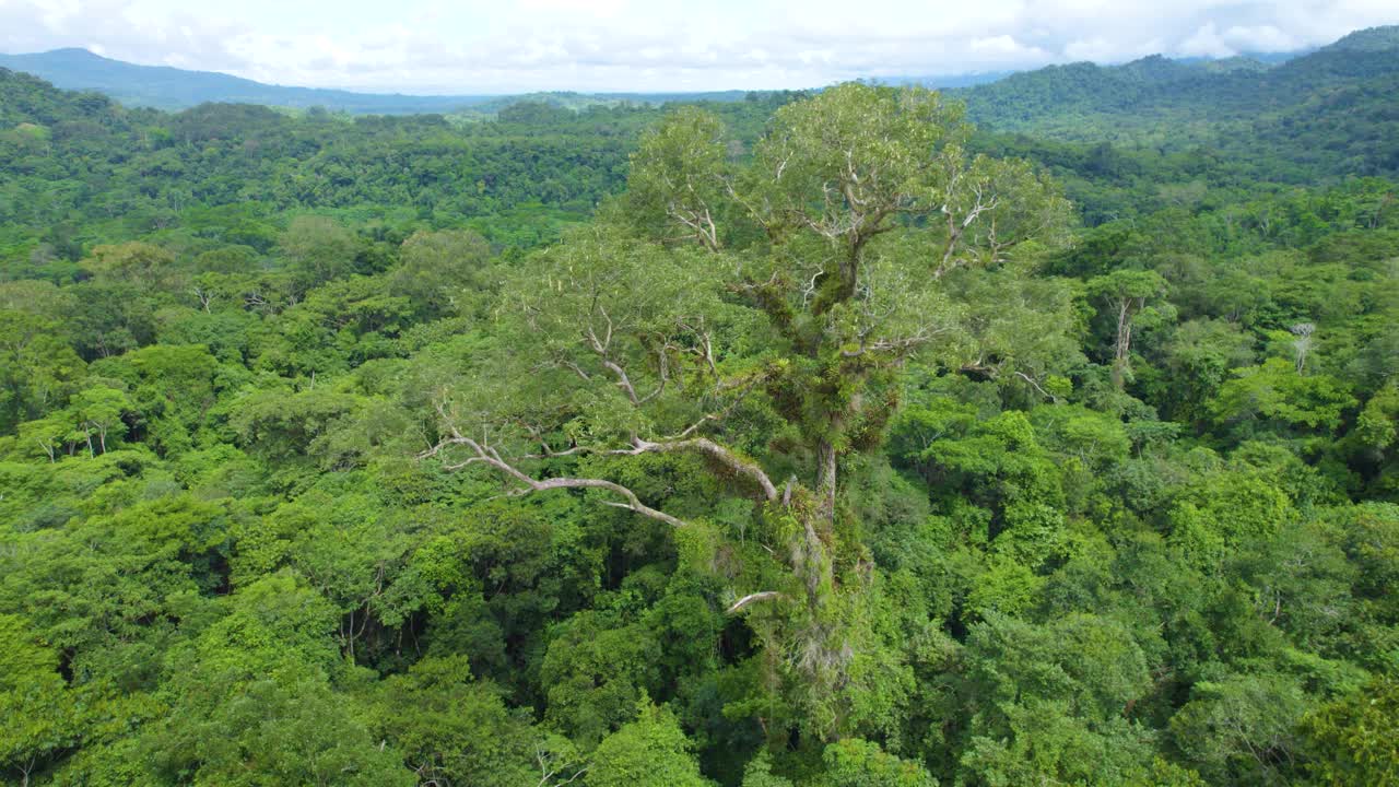 在奥克斯帕帕，秘鲁郁郁葱葱的绿色植物，展示了广阔的雨林树冠，鸟瞰图视频素材