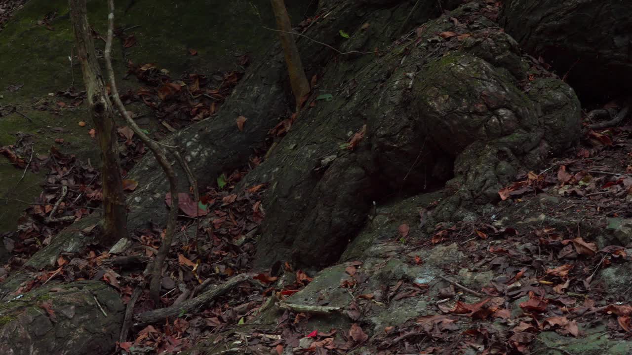 在卡琼斯德查梅，巴拿马，岩石流与落叶，宁静的自然景观，水轻轻地流动视频素材