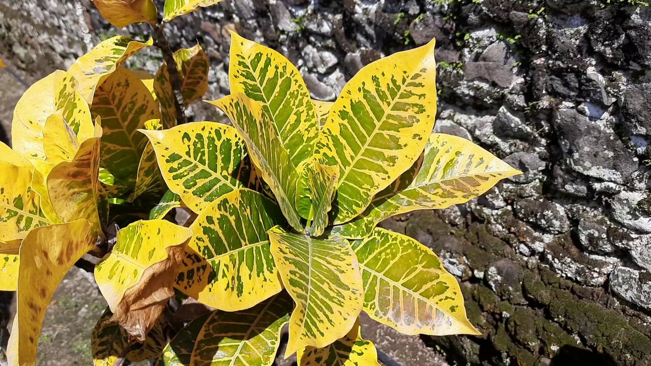 一种带星形图案的黄色叶子的花卉植物视频素材