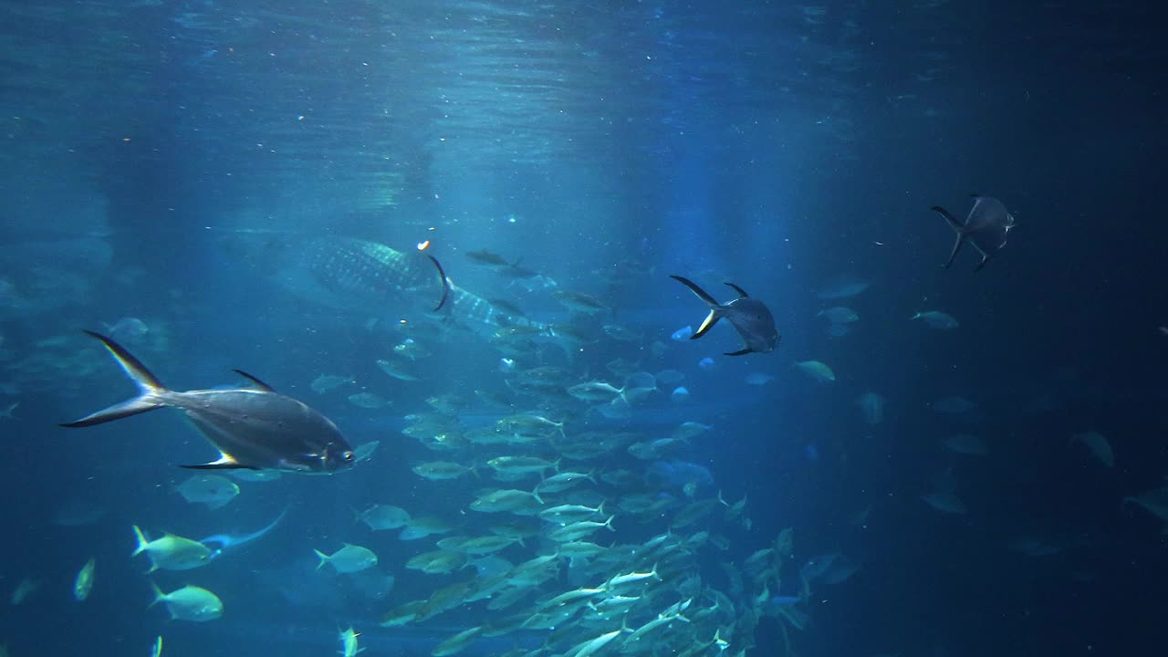 水下海洋生物探索视频素材