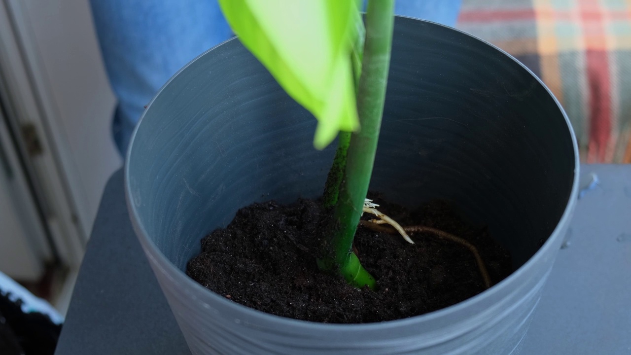 一名男子正在给家里的新花盆重新种植怪物。从花盆里拔出有根的植物，特写。在家种花。闲暇时间视频素材