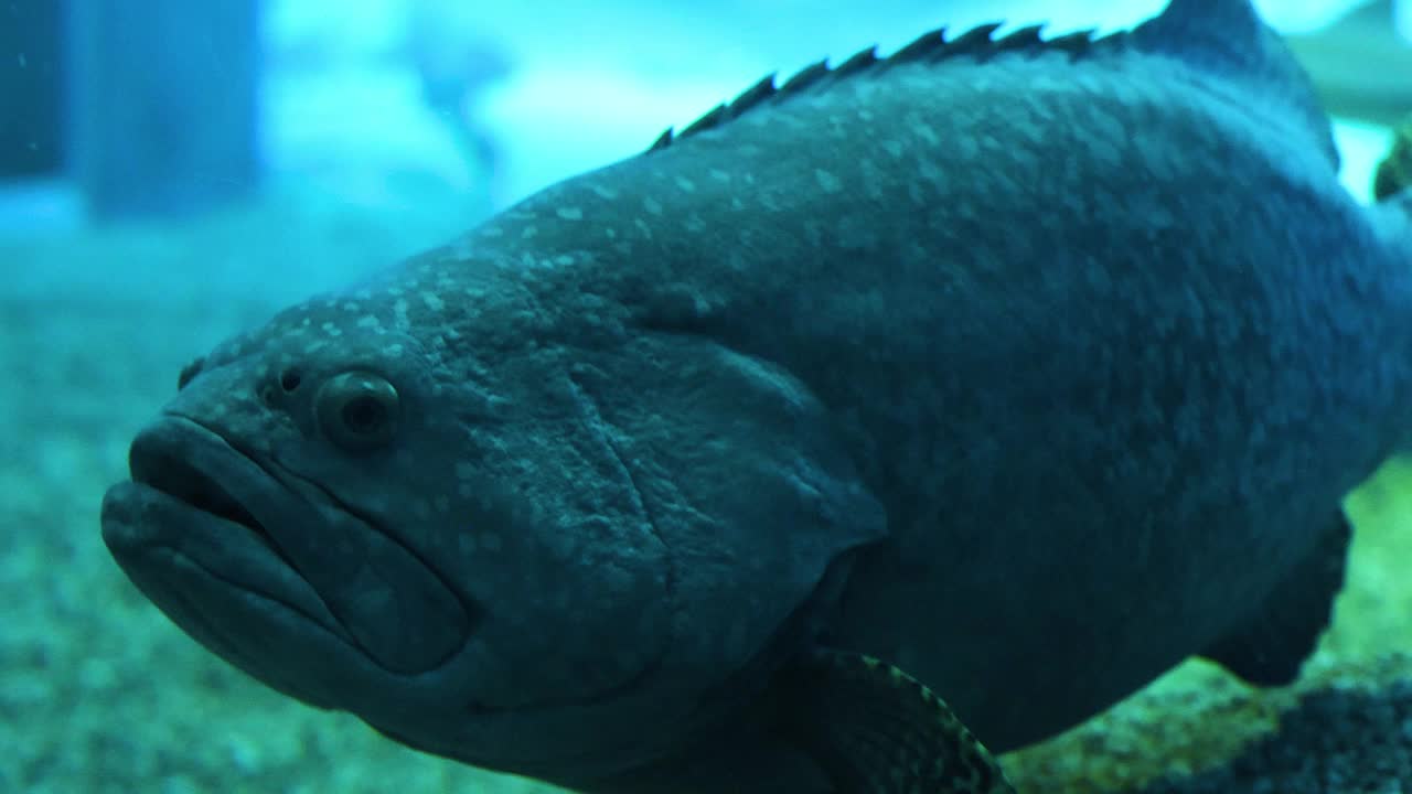 石斑鱼在水族馆里游泳视频素材