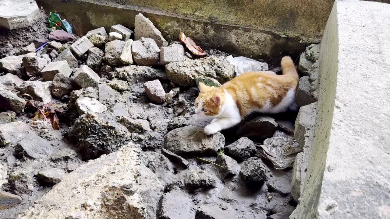 可爱的小猫在外面玩耍视频下载