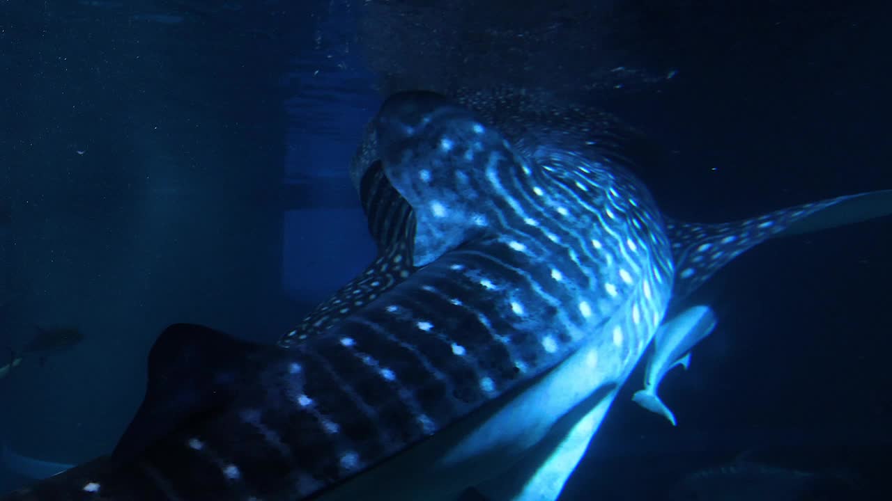 鲸鲨在水族馆里滑翔视频素材