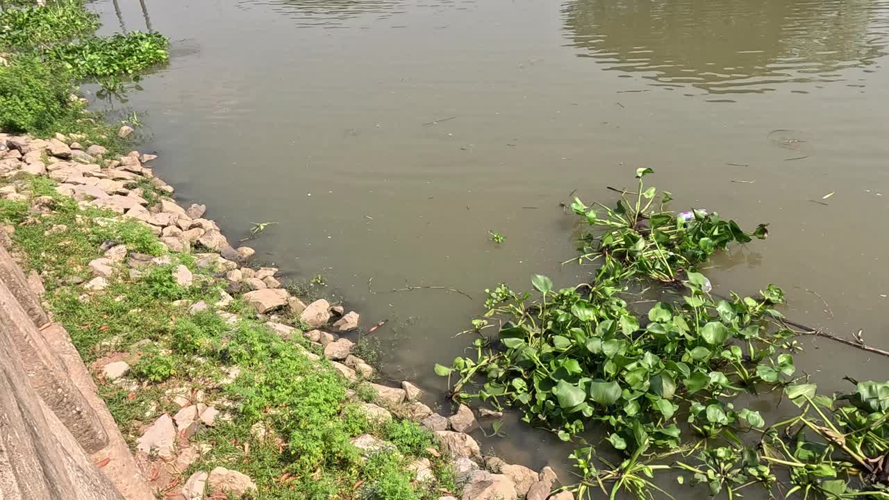 水葫芦顺流而下视频素材