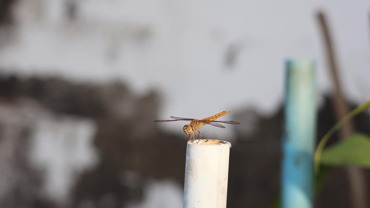 蜻蜓降落顺序视频素材