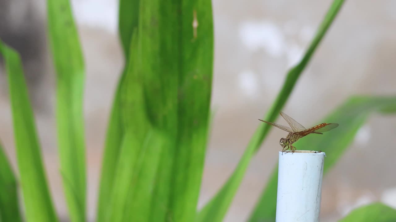 栖息在竹桩上的蜻蜓视频素材