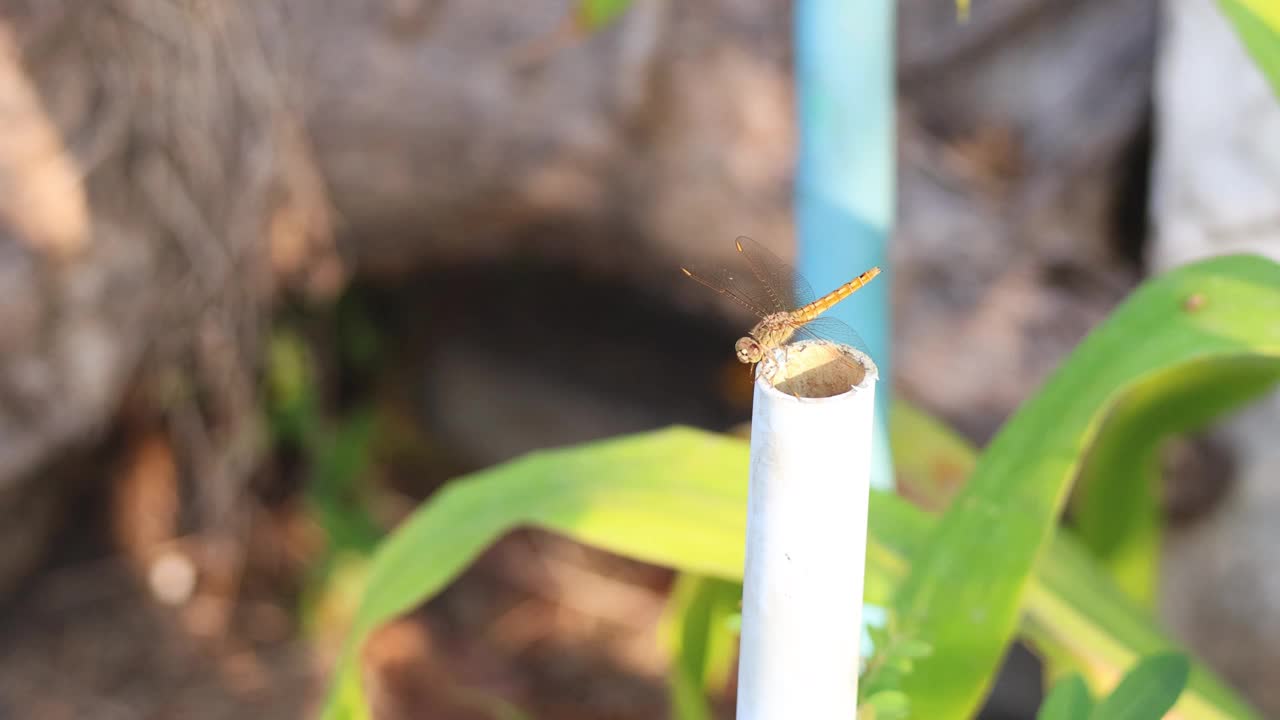 蜻蜓落在管子上视频素材