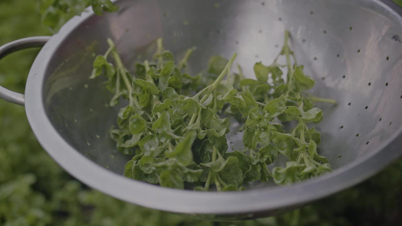 一个人拿着滤锅洗新鲜的绿色菠菜的特写视频素材