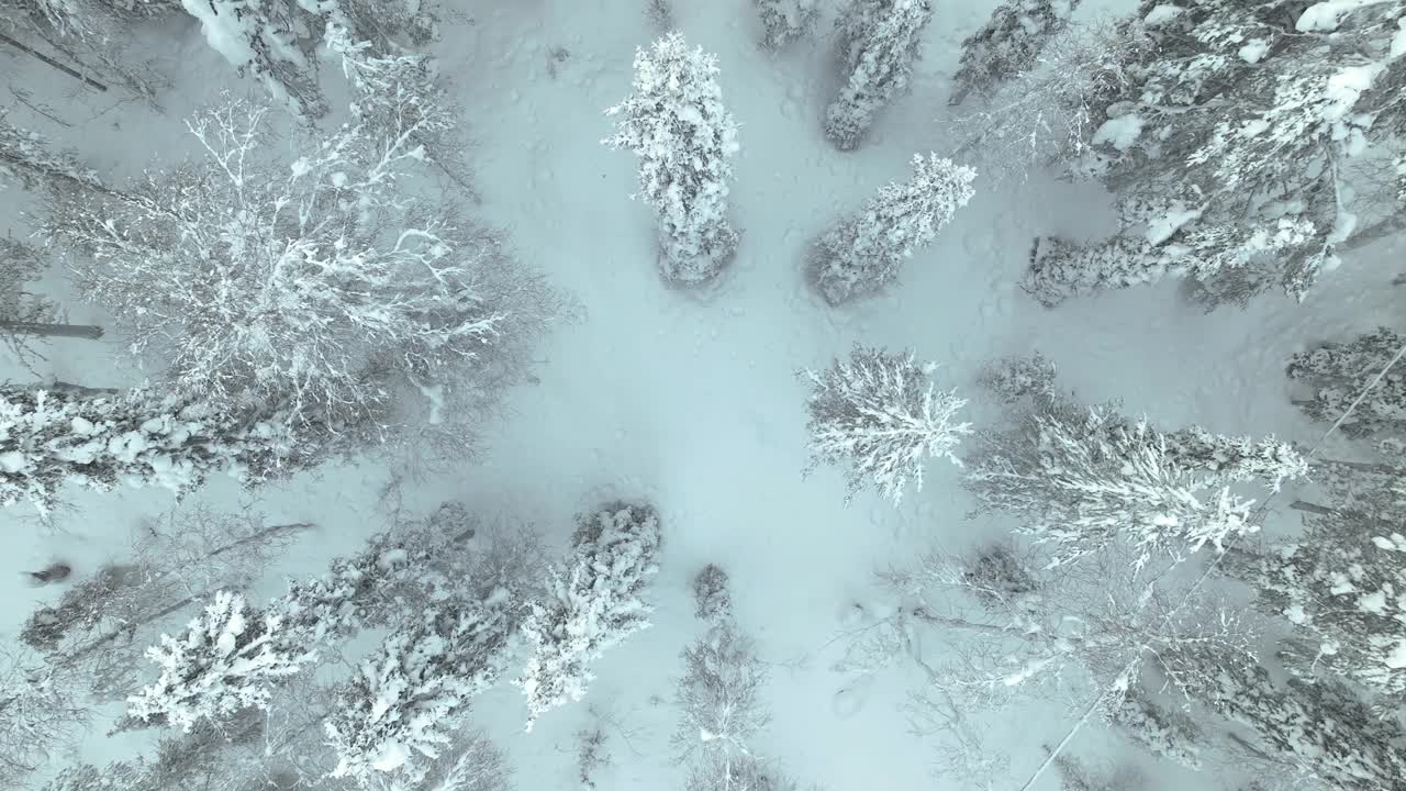 芬兰拉普兰森林中的雪松树鸟瞰图。-空中上升视频素材