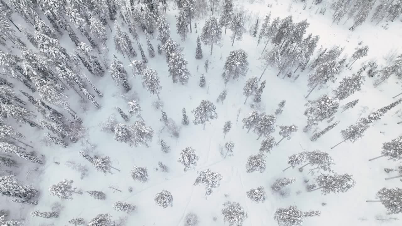 鸟瞰冬季芬兰皮哈被雪覆盖的森林。视频素材