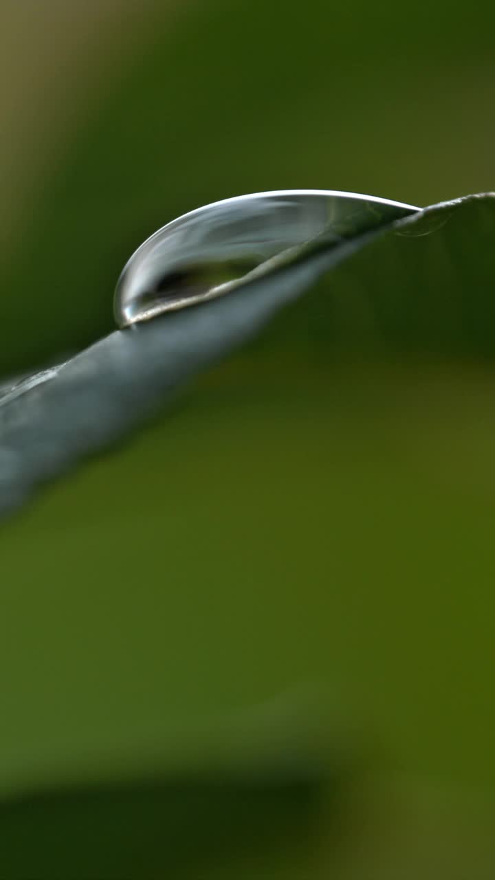 大自然的交响乐:露珠从新鲜潮湿的植物叶子上落下的特写慢动作视频素材