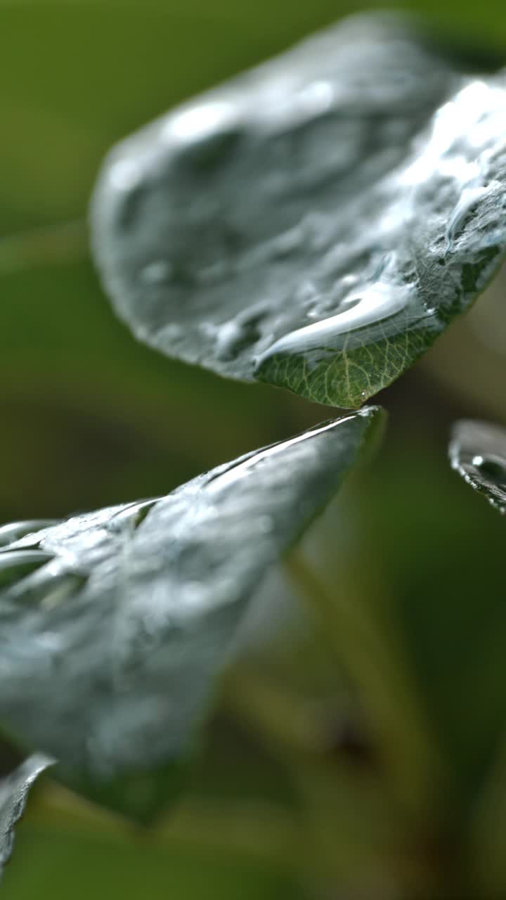 超级慢速MO大自然的交响乐:露水从新鲜潮湿的植物叶子上滴下的慢动作视频素材