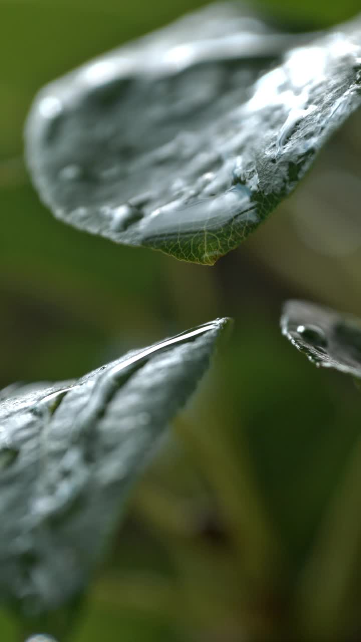 大自然的交响乐:从新鲜潮湿的植物叶子上滴下的露珠视频素材