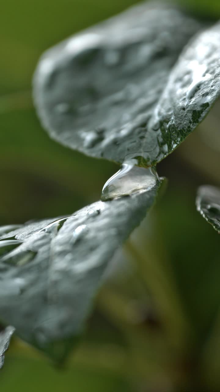 超级慢速MO大自然的交响乐:露水从新鲜潮湿的植物叶子上滴下的慢动作视频素材