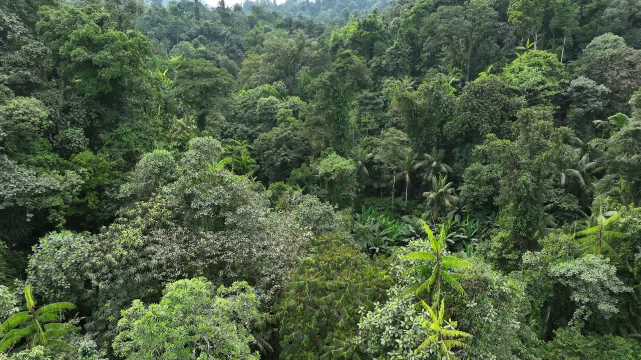 鸟瞰印尼哈马赫拉岛茂密的森林。视频素材