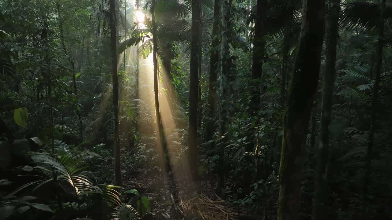 鸟瞰印尼哈马黑拉岛郁郁葱葱的热带森林，阳光普照。视频素材