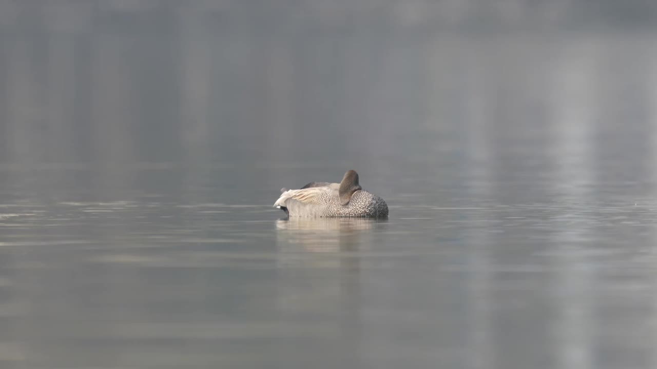 在清晨的阳光下，一只睡虫漂浮在湖面上。视频素材