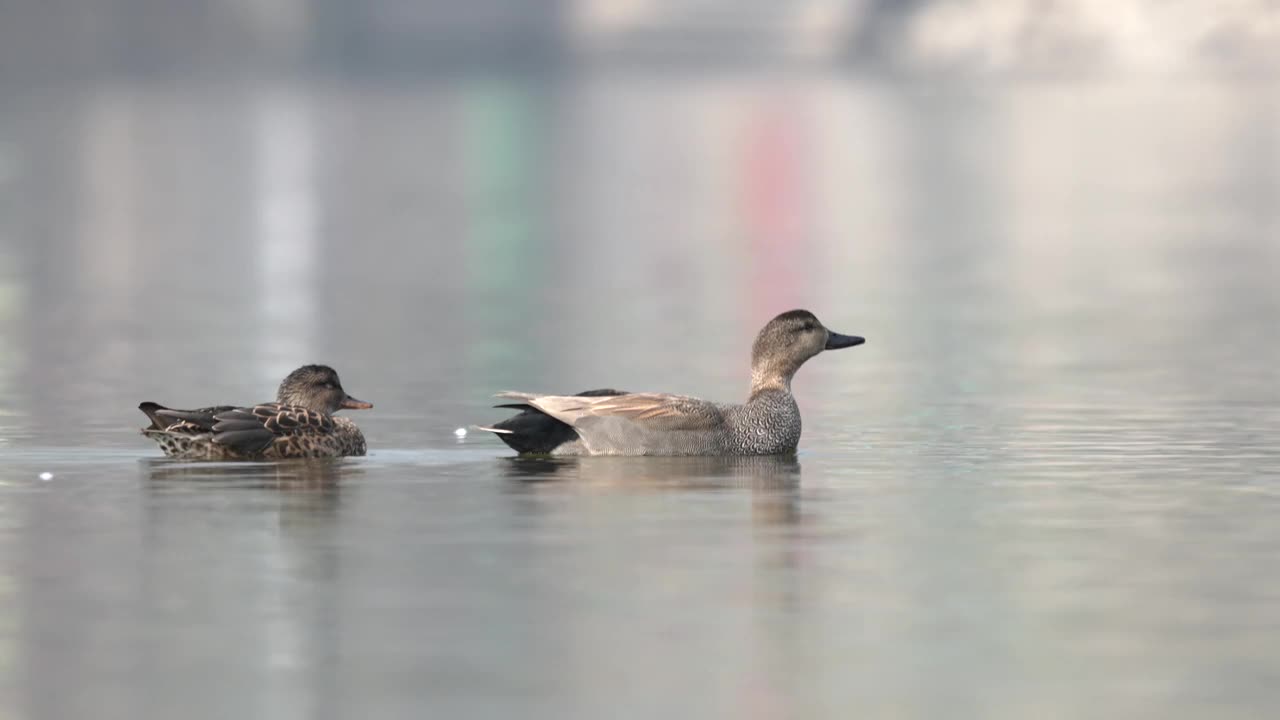 在早晨的阳光下，两堵墙在湖面上游泳。视频素材