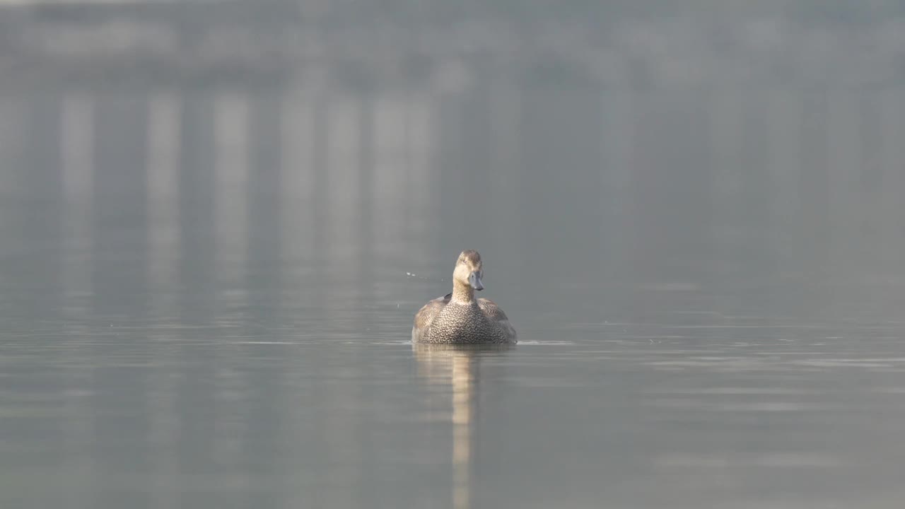 在清晨的阳光下，漂浮在湖面上的一堵墙。视频素材