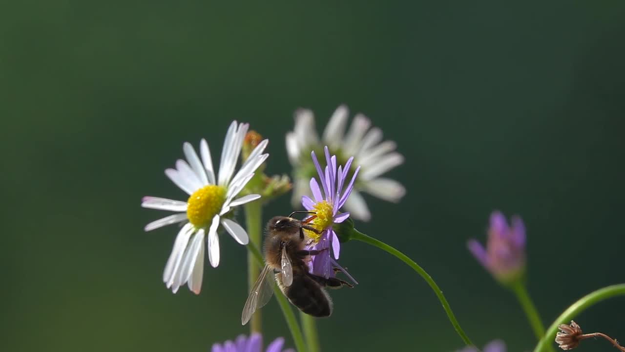 蜜蜂与风。视频素材